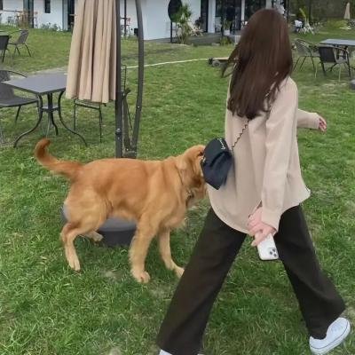 合子异种